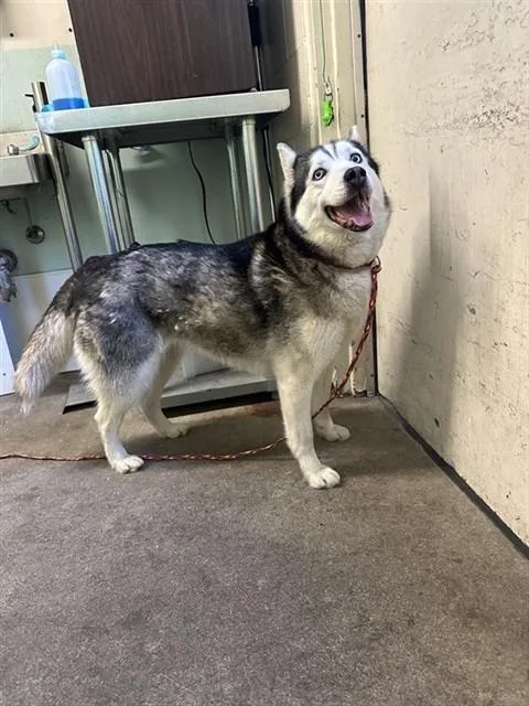 An adult medium-sized female Siberian Husky dog named Missy for adoption in Sacramento, CA