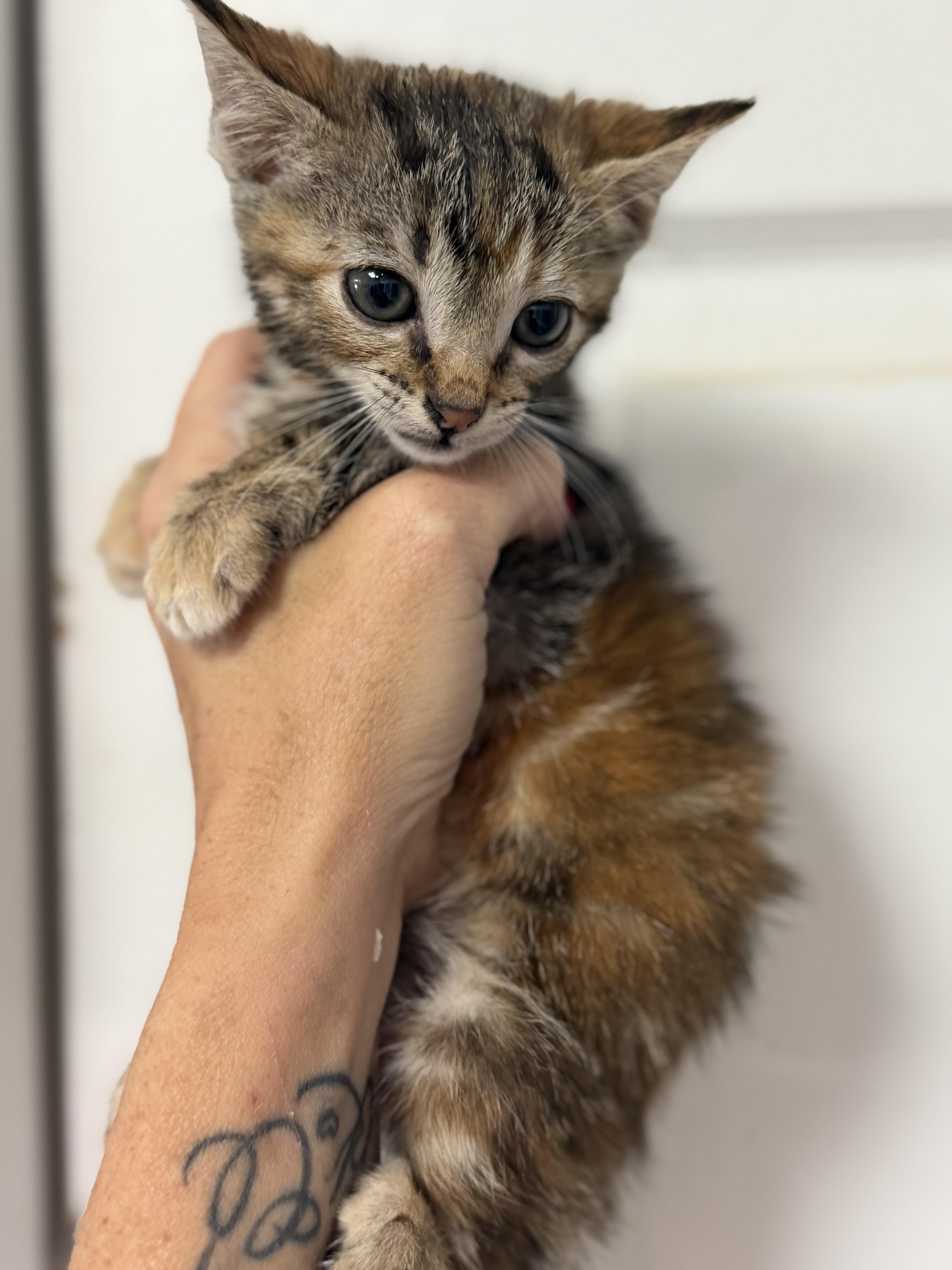 A baby medium-sized female Domestic Short Hair cat named Froot Loops for adoption in Columbia, SC