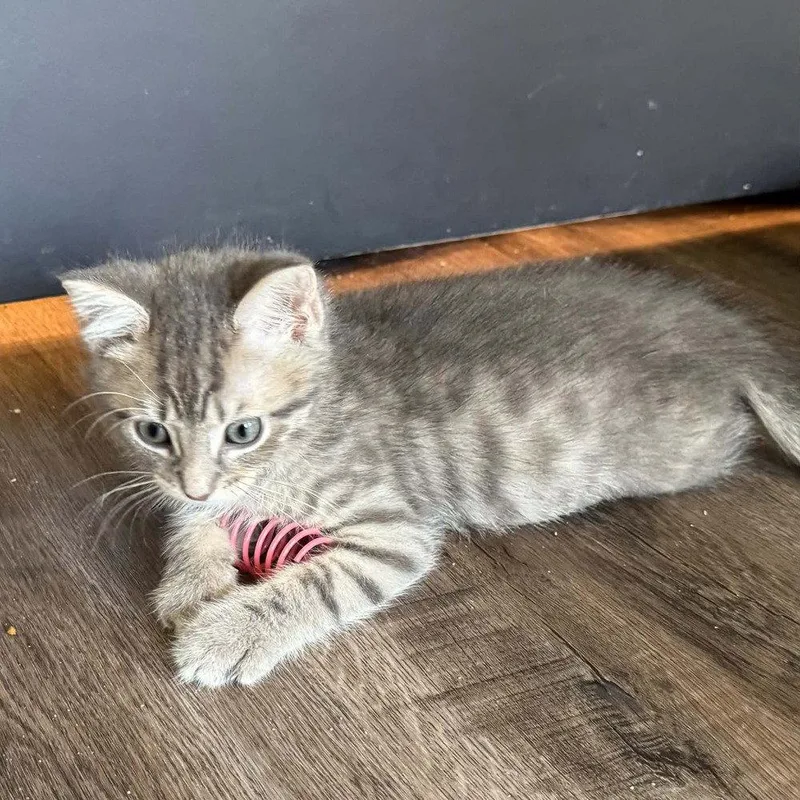 A baby medium-sized male Domestic Short Hair cat named Wynaut for adoption in Candler, NC