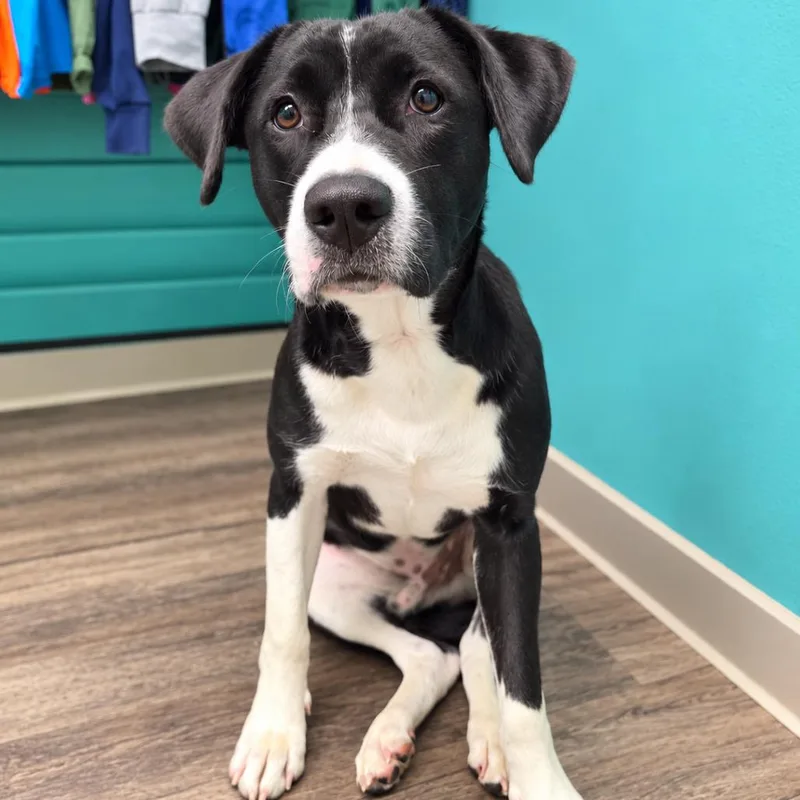 An adult medium-sized male Pit Bull Terrier dog named Brewster for adoption in Jefferson city, TN