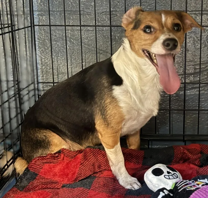 An adult medium-sized male Tricolor (Brown, Black, & White) Chihuahua dog named Andy for adoption in Muskegon, MI