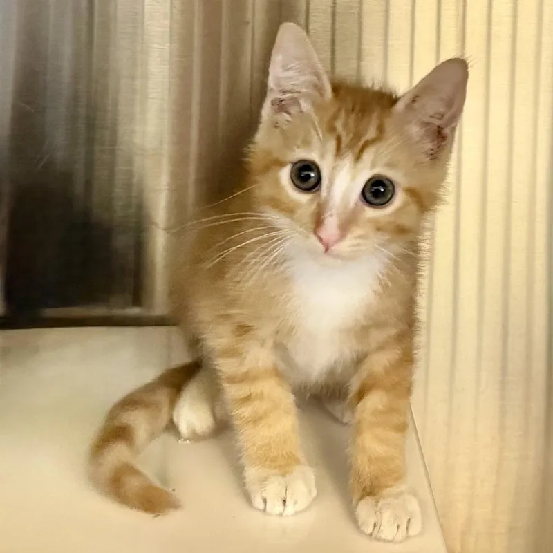 A baby small-sized male Domestic Short Hair cat named Amethyst for adoption in Los Angeles, CA