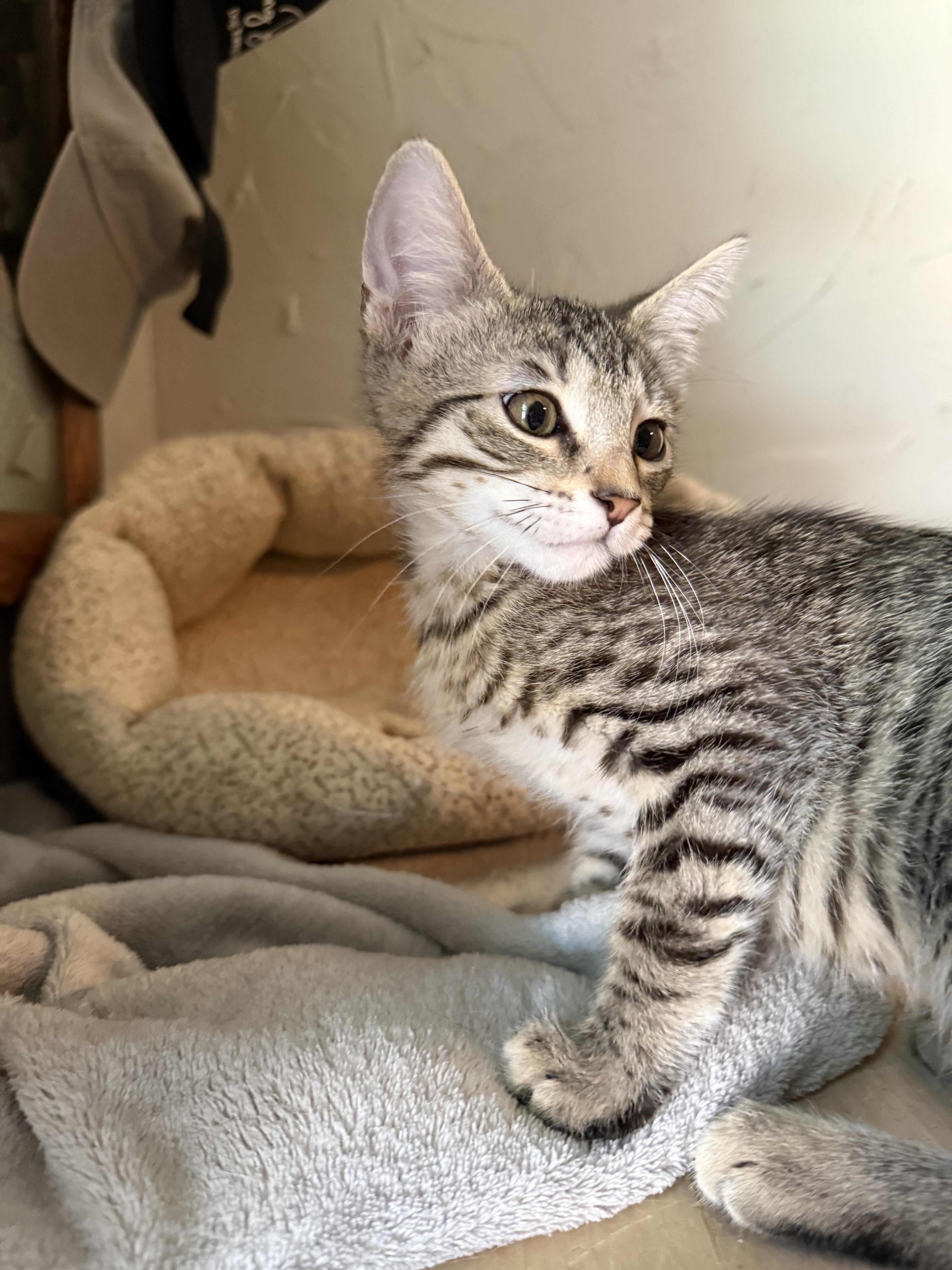A baby medium-sized male Tabby (Brown / Chocolate) Domestic Short Hair cat named Canyon for adoption in Fresno, CA