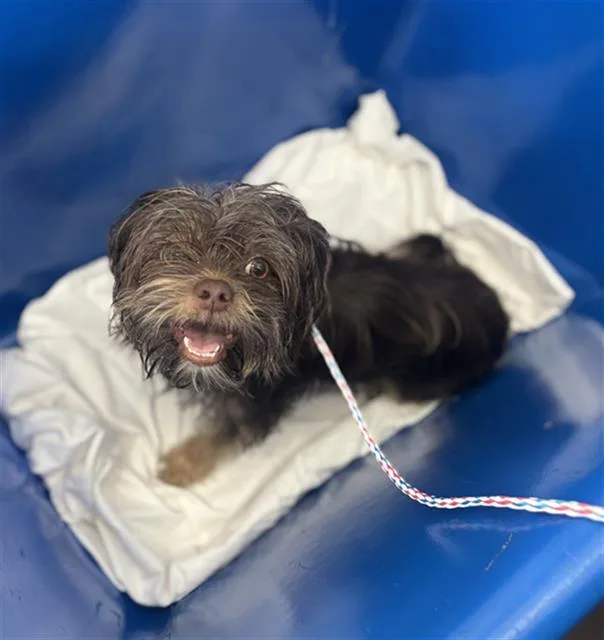 A young small-sized female Mixed Breed dog named Jane for adoption in Dallas, TX