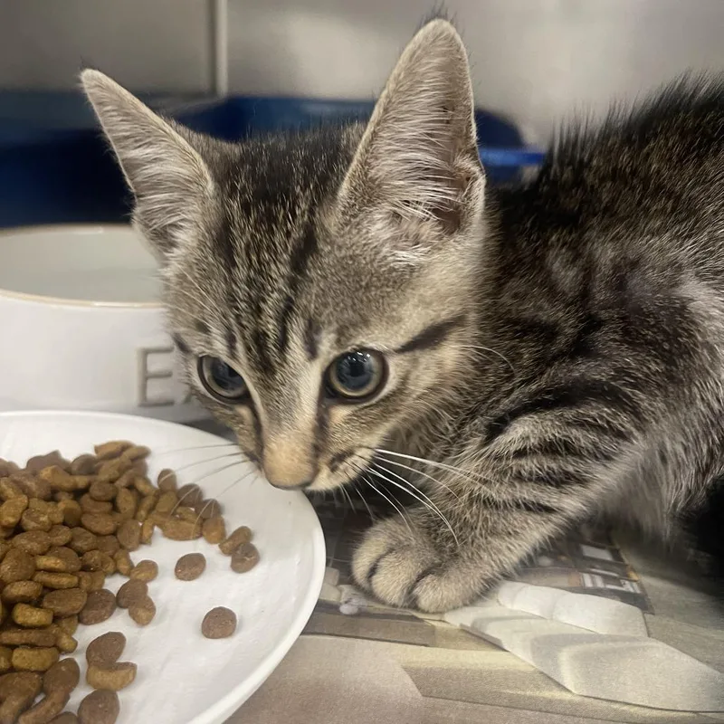A baby small-sized male Brown / Chocolate Domestic Short Hair cat named Kai for adoption in Auburn, AL