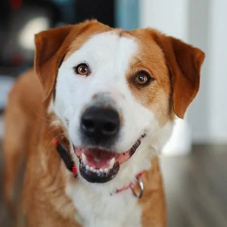 An adult large-sized female Yellow / Tan / Blond / Fawn Mixed Breed dog named Condesa for adoption in Rochester, MN