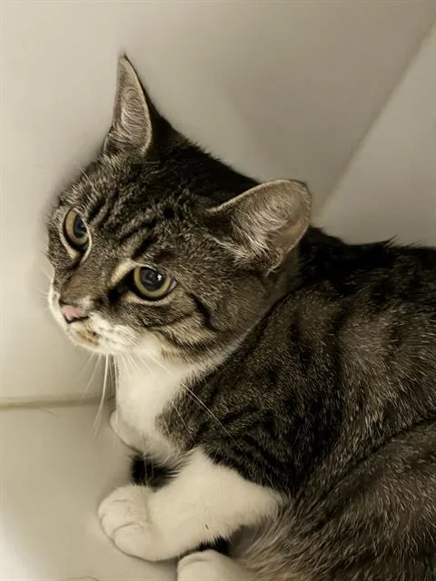 A young medium-sized female Domestic Short Hair cat named Mushroom for adoption in Camarillo, CA