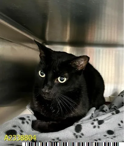 An adult large-sized male Domestic Short Hair cat named Napoleon for adoption in West Palm Beach, FL