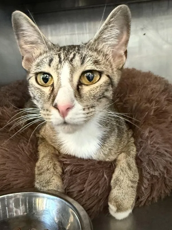 A young small-sized female Domestic Short Hair cat named Sigourney for adoption in Austin, TX