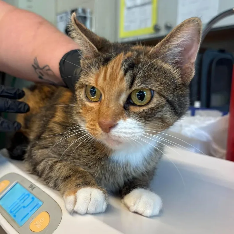 An adult medium-sized female Calico Domestic Short Hair cat named Chloe for adoption in Huntington, WV