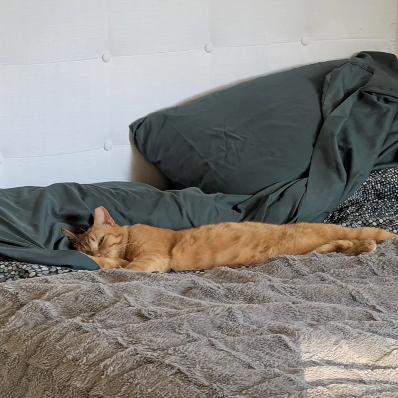 An adult medium-sized male Orange / Red Domestic Short Hair cat named Chicken Nugget for adoption in Denver, CO