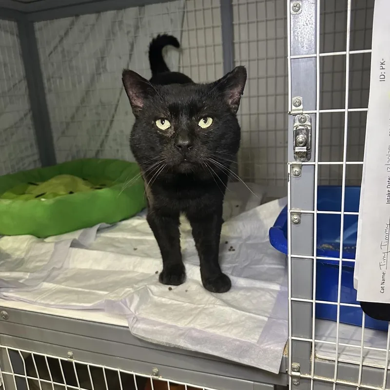 Tiny Tim thumbnail 2