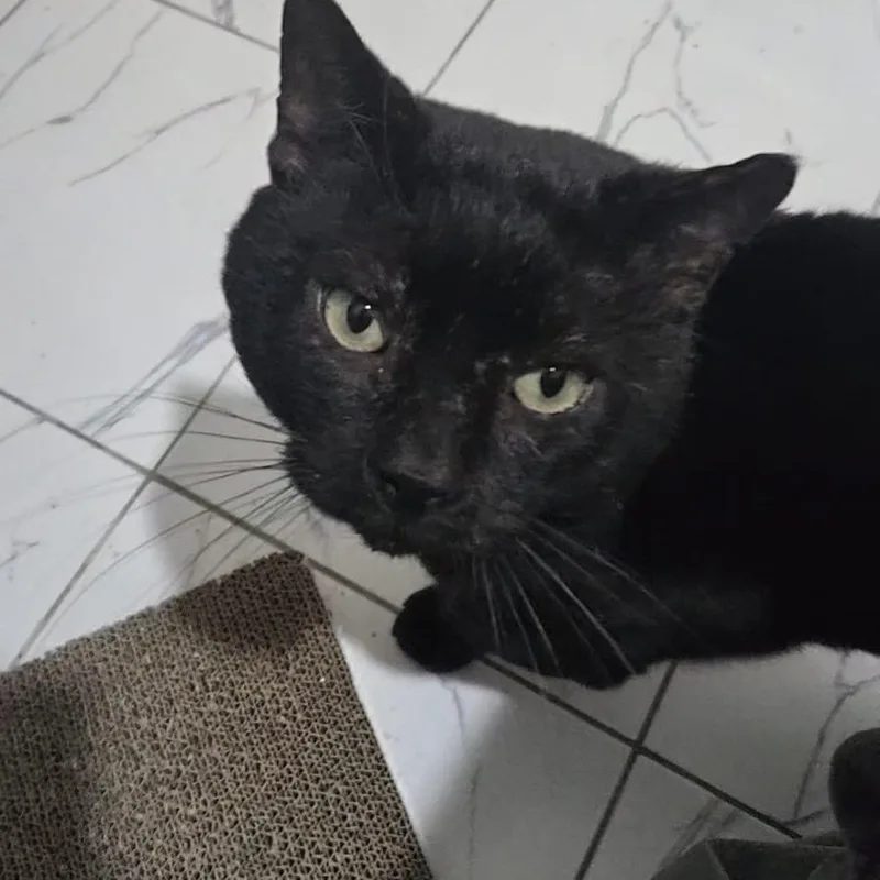 Tiny Tim thumbnail 3