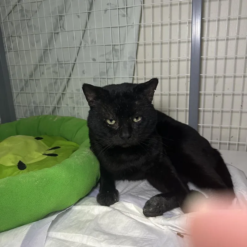 Tiny Tim thumbnail 4