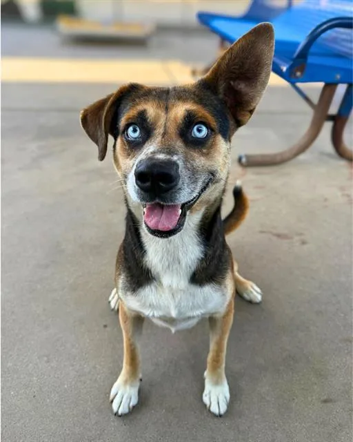 An adult large-sized male Shepherd dog named Richard for adoption in Chula Vista, CA