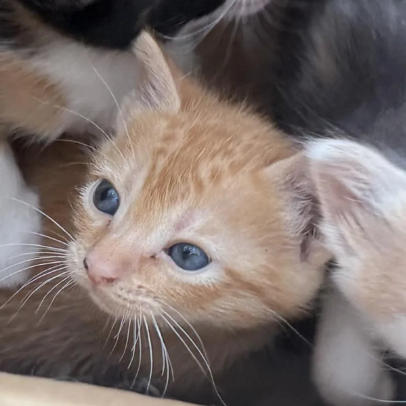A baby small-sized female Orange / Red Domestic Short Hair cat named Rumples for adoption in Boerne, TX