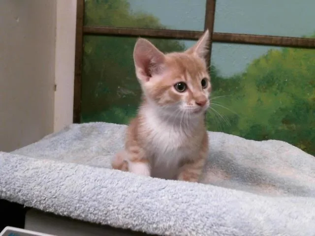 A baby small-sized male Domestic Short Hair cat named Tut for adoption in Houston, TX