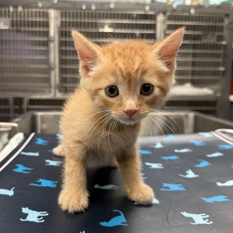 A baby medium-sized male Orange & White Domestic Short Hair cat named Fred for adoption in Acworth, GA