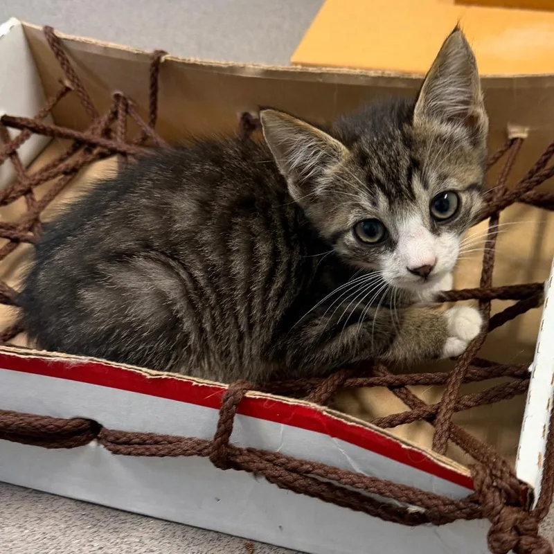 A baby small-sized male Brown / Chocolate Domestic Short Hair cat named Homer for adoption in Middlebury, VT