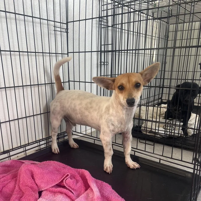 A young small-sized male Jack Russell Terrier dog named Rocky for adoption in LOXAHATCHEE, FL