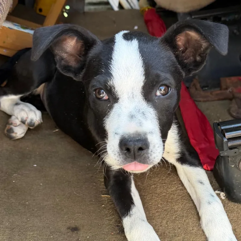 A baby small-sized female Black Labrador Retriever dog named Nebula for adoption in Marshall, TX