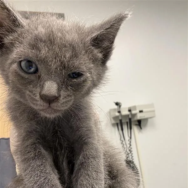 A baby small-sized male Gray / Blue / Silver Domestic Short Hair cat named Toad for adoption in Jacksonville, FL
