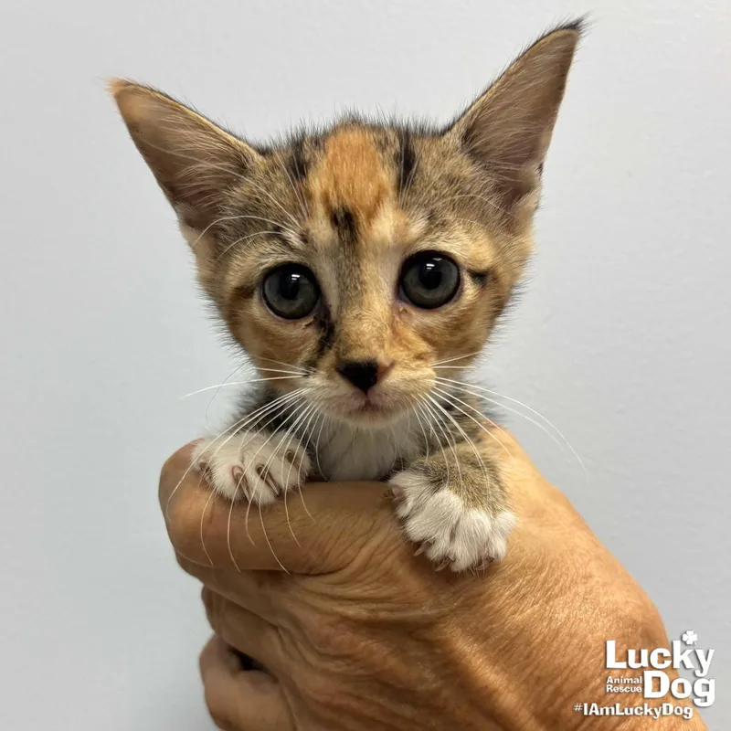 A baby medium-sized female Domestic Short Hair cat named Lillyanne for adoption in Washington, DC