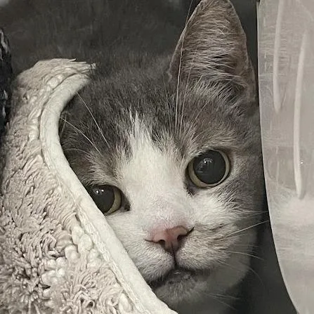 An adult large-sized female Gray / Blue / Silver Domestic Short Hair cat named Patricia for adoption in Port Charlotte, FL