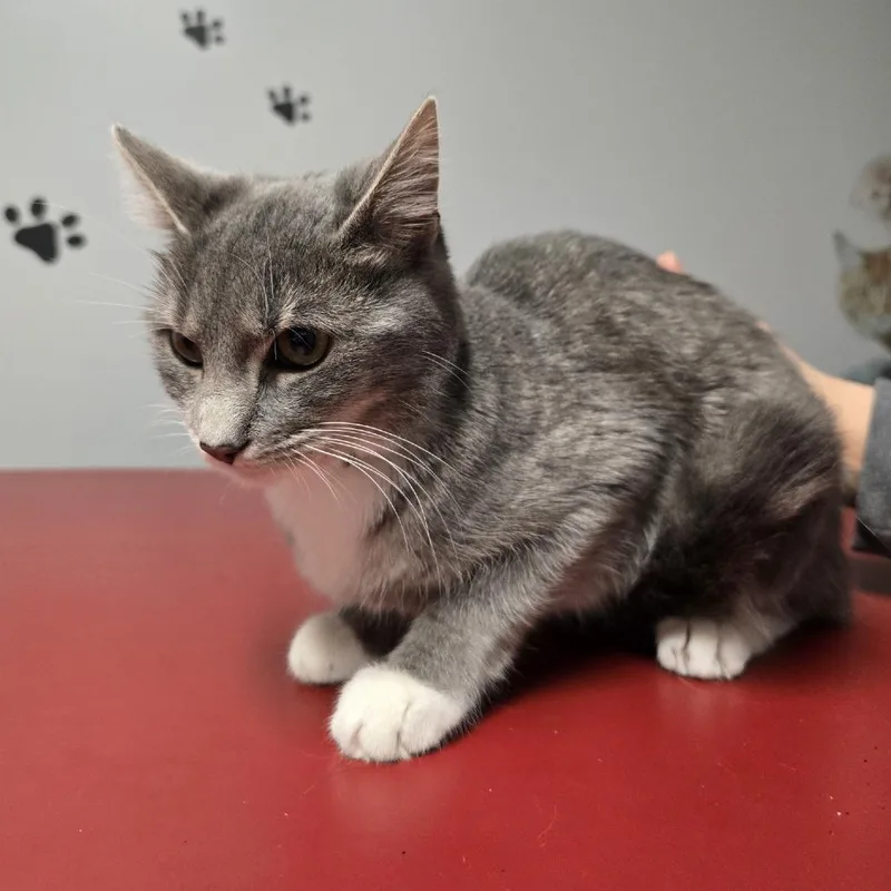 A young medium-sized female Tabby (Gray / Blue / Silver) Domestic Short Hair cat named Lexi for adoption in Circleville, OH