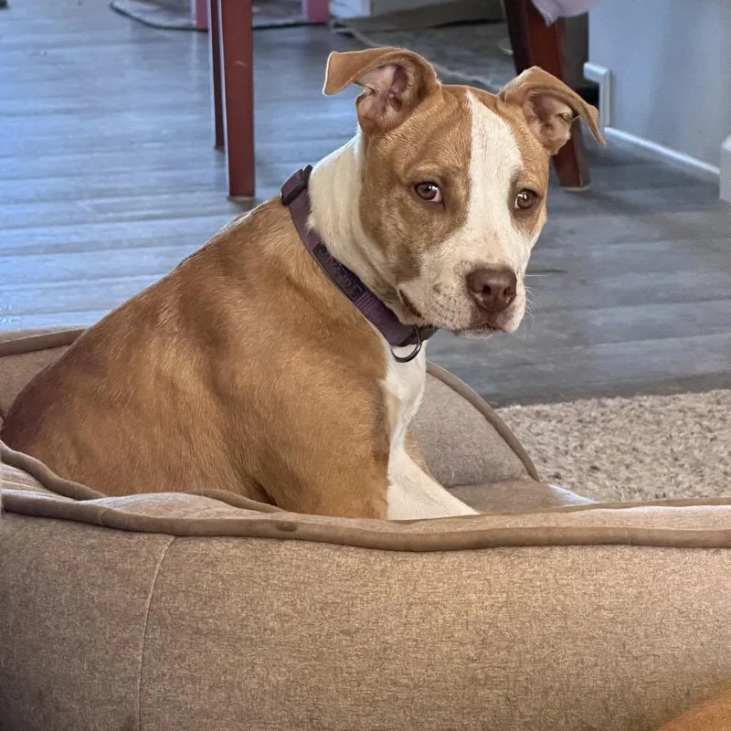 A young medium-sized female Brown / Chocolate Pit Bull Terrier dog named Macie for adoption in Phoenix, AZ
