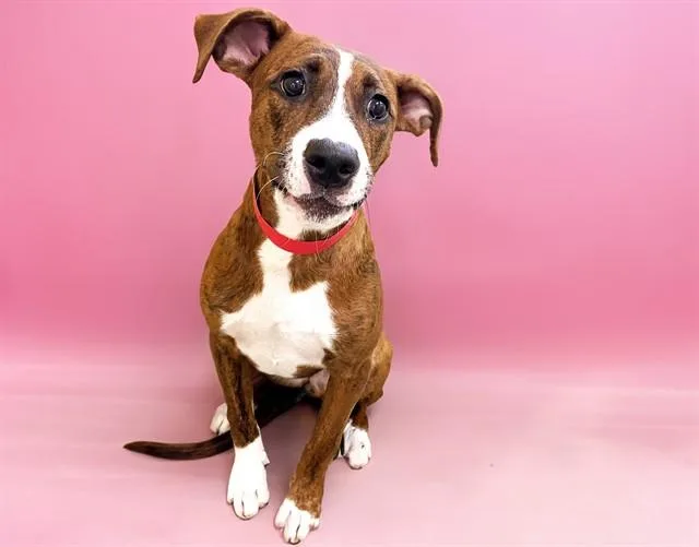 A young medium-sized female Boxer dog named Daniella for adoption in Fort Lauderdale, FL