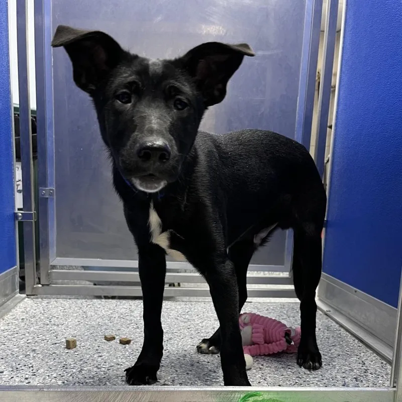 A baby medium-sized male Tricolor (Brown, Black, & White) Labrador Retriever dog named Julian LEMONT HOARDING HOUSE for adoption in Palatine, IL