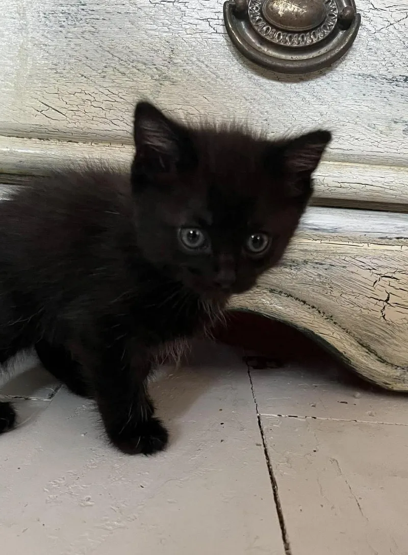 A baby small-sized female Domestic Short Hair cat named Vaughn for adoption in Lockport, IL