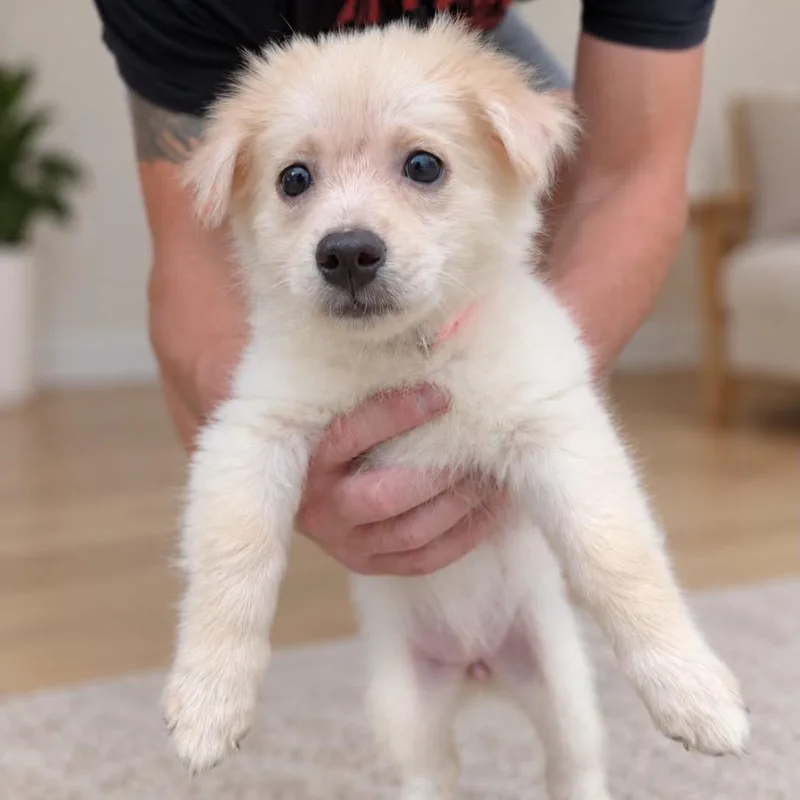 A baby small-sized female Yellow / Tan / Blond / Fawn Pomeranian dog named Bitty for adoption in Tampa, FL
