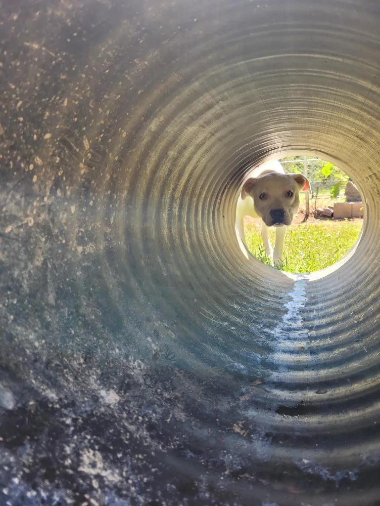 A young large-sized female Pit Bull Terrier dog named Queenie for adoption in Lawrenceburg, TN