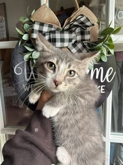 An adult small-sized male Domestic Short Hair cat named Frank for adoption in Berwick, PA