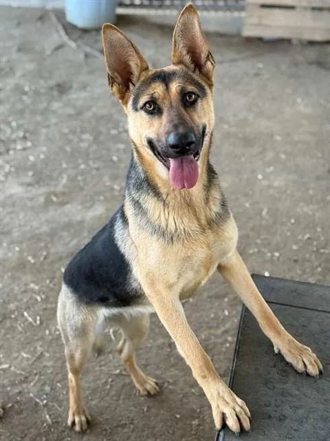 A young large-sized female German Shepherd Dog dog named Emer for adoption in Riverside, CA