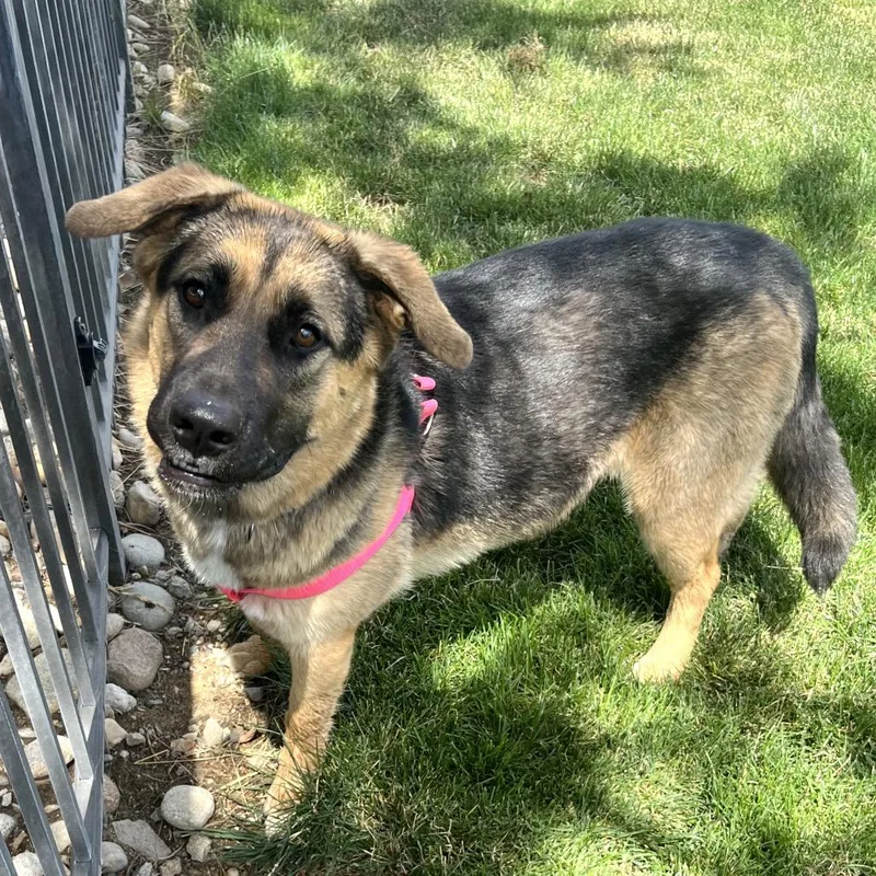 A young large-sized female Yellow / Tan / Blond / Fawn Shepherd dog named Shadow for adoption in Cashmere, WA