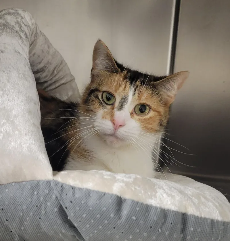 A baby medium-sized female Domestic Short Hair cat named Jerico for adoption in Sandusky, OH