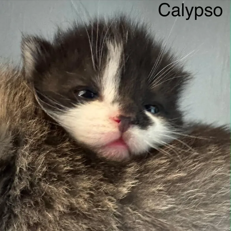 A baby small-sized female Black Domestic Short Hair cat named Calypso for adoption in Newport News, VA