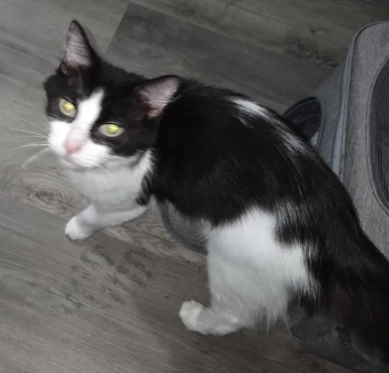 An adult medium-sized female Black & White / Tuxedo Domestic Long Hair cat named Violet for adoption in Vine Grove, KY