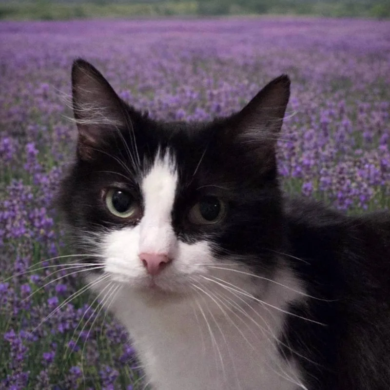Violet thumbnail 3