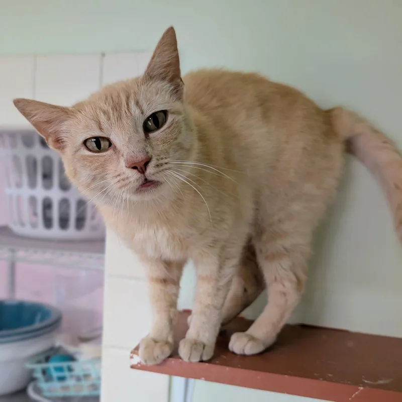 An adult medium-sized female Domestic Short Hair cat named Abileen for adoption in Newburgh, IN