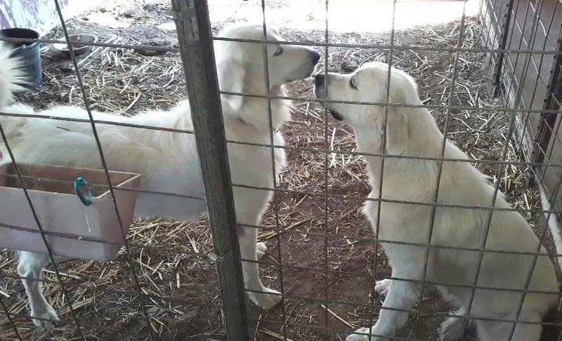 A young large-sized female Great Pyrenees dog named Lainey SAT for adoption in Saint Jo, TX