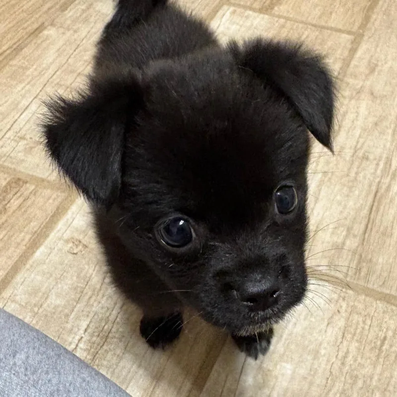 HSOYStray_
