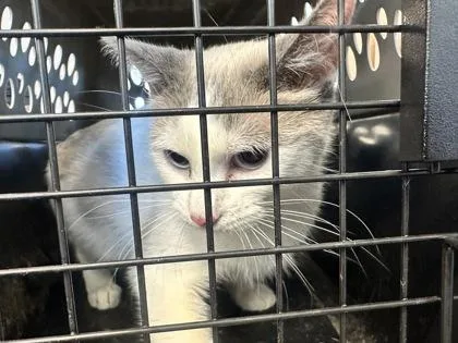 An adult medium-sized female Domestic Short Hair cat named Opha Mae for adoption in West Chester, PA
