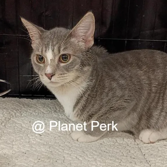 A baby medium-sized male Gray / Blue / Silver Domestic Short Hair cat named Mike for adoption in Oshkosh, WI