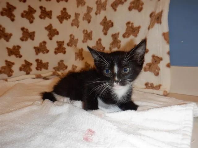 A baby small-sized female Domestic Short Hair cat named Chocolate Bun for adoption in San Jose, CA