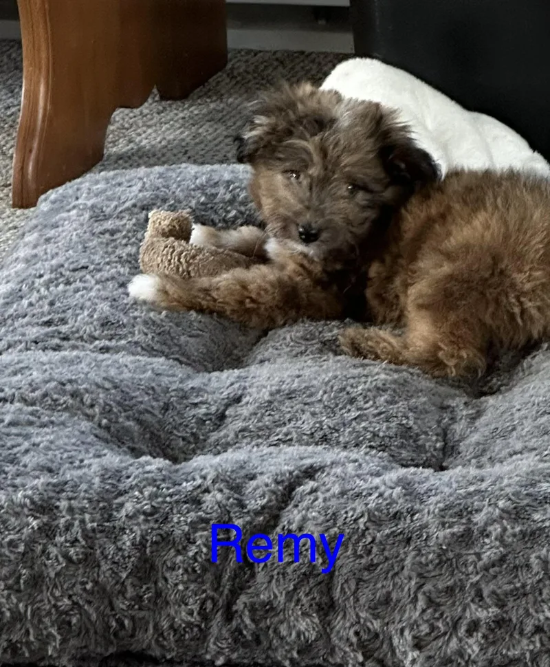A baby small-sized male Brindle Miniature Poodle dog named Remy for adoption in Clinton Twp, MI