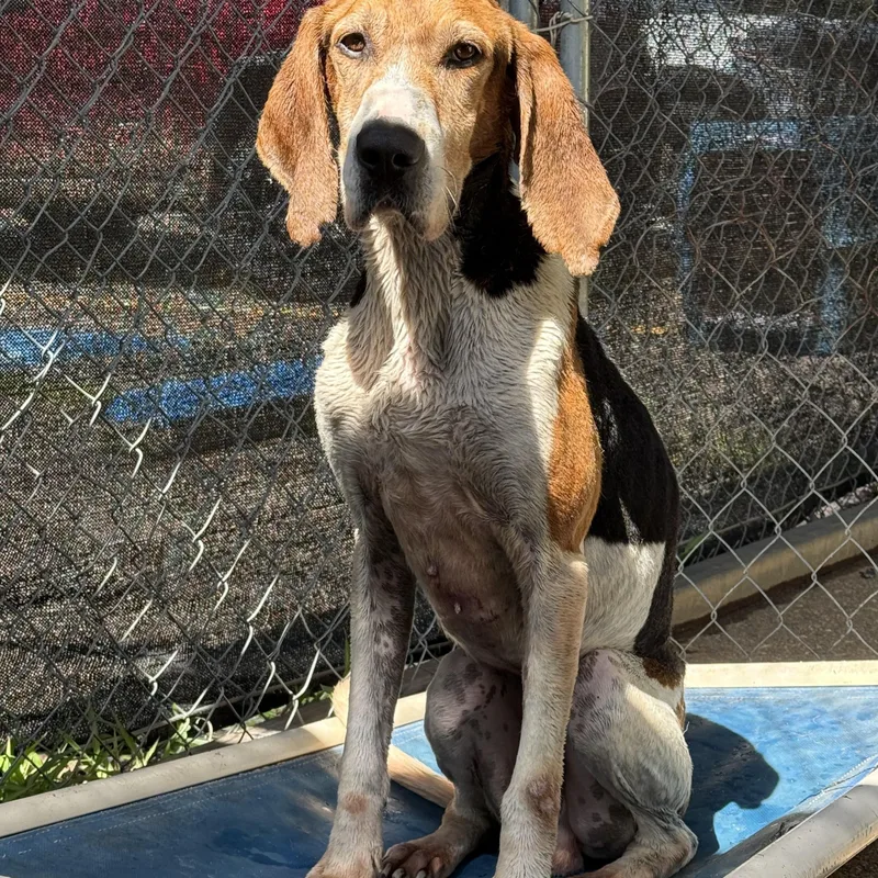 A senior large-sized male Tricolor (Brown, Black, & White) Coonhound dog named Boone for adoption in Elberton, GA